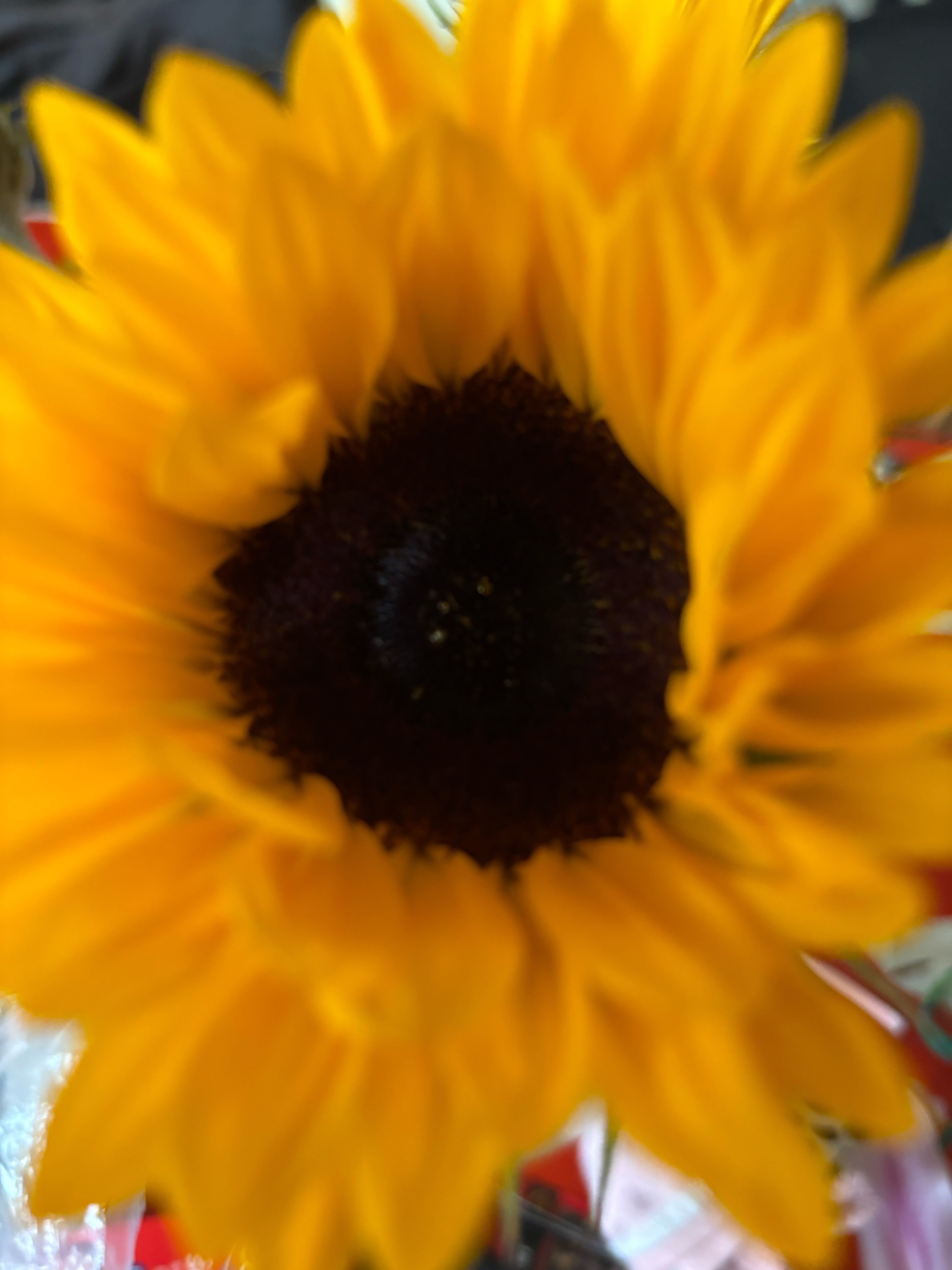 iPhone 15 Plus macro test photo sunflower