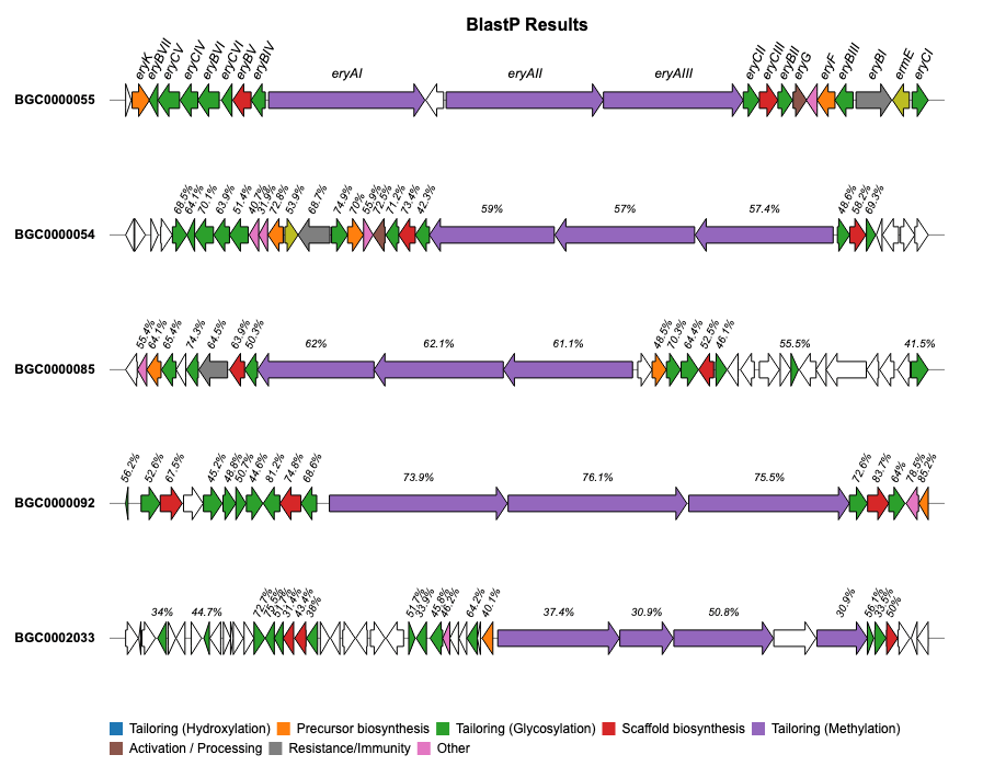 erythromycin BlastP
