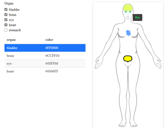 Schematic of bodd with selected organs highlighted